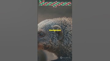 Meet the Fearless Mongoose! 🐾 #animals #shorts #facts #wildlife #viralvideo #nature #mongoose#africa