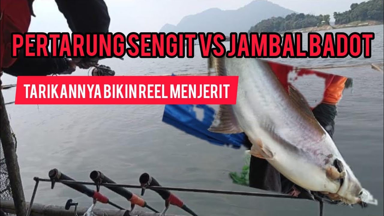 TERBARU ‼️MANCING CIRATA //JATILUHUR❗SERANGAN JAMBAL SIANG MALAM‼️