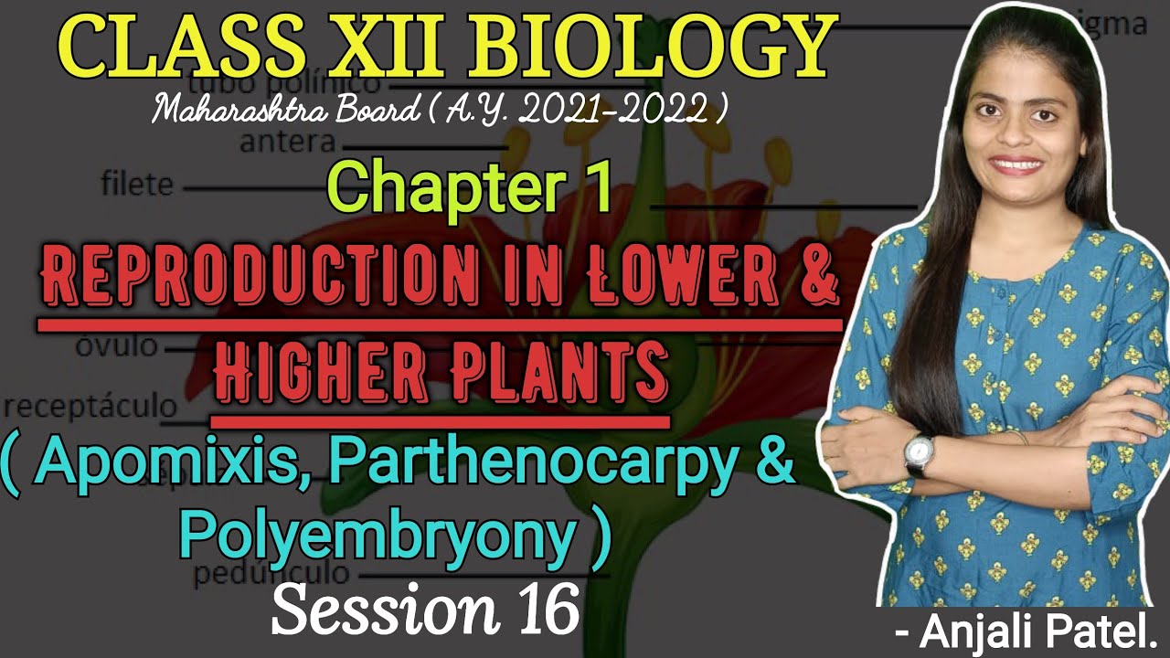 Class XII Biology Reproduction in lower and higher plants Apomixis
