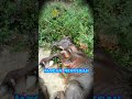 Semangat tanpa batas