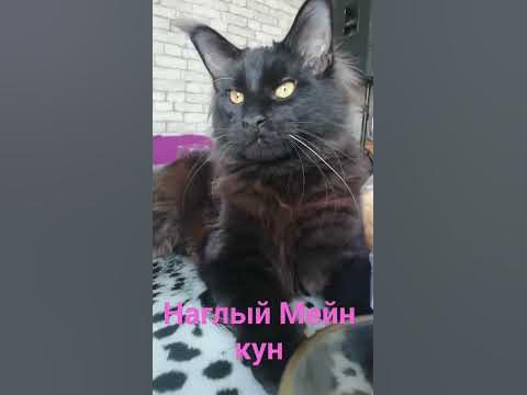 #мейнкун - YouTube