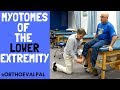 Myotomes of the Lower Extremity with OEP!