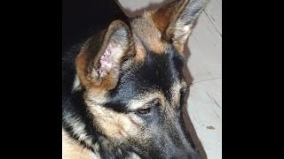 Cherry - Prawie Owczarek Niemiecki - Do Adopcji