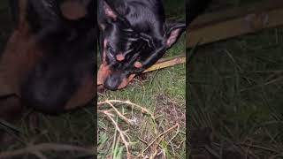 The Most Funniest Dog Ever  (must watch) [4K] #shorts #short #rottweiler #dog #subscribe