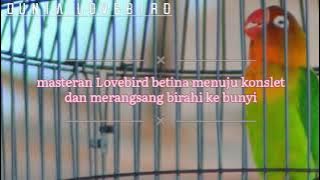 masteran Lovebird betina menuju konslet dan meransang birahi ke bunyi