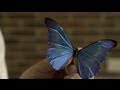Exploring Nature's Color Effects and Metamaterials