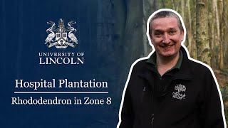 Hospital Plantation | Rhododendron in Zone 8