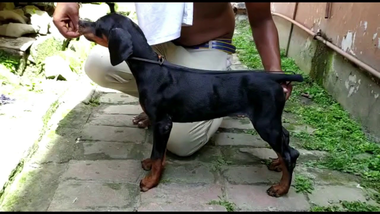 Home Breed Doberman Puppy For Sale At Barasat Kolkata l Mob 86177 36744