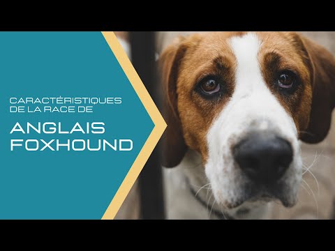 Vidéo: Les foxhounds sont-ils de bons animaux de compagnie ?