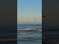 Pelicans catch the fish, North Carolina #sunset #beach #pelicans #ocean #nature #travel