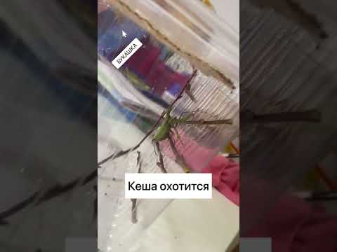 История одного богомола