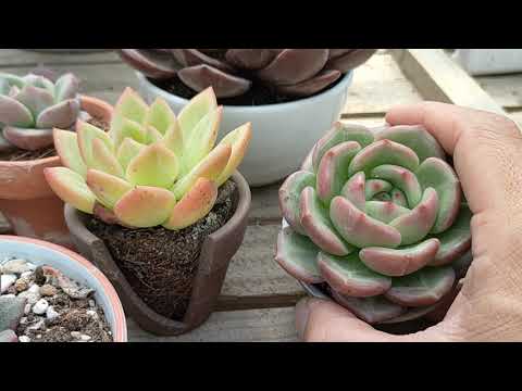 Video Một số loại sen đá pha lê đỏ, xanh thường thấy (how to... - youtube