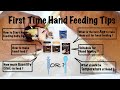 First Day Hand Feeding Cockatiel | how to hand feed baby parrot | First Time Hand Feed Precautions