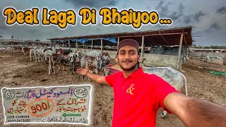 Khuramabad Main Vvvip Mandi Lag Gaiii Or Al Masood Cattle Farm Walo Na To Deal Laga Di