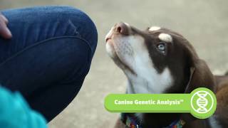 What can your dog's DNA tell you about their behavior?