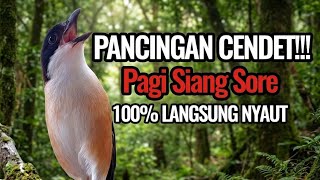 Masteran burung cendet gacor dor full isian ampuh pancingan pikat suara mewah