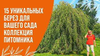 видео: Обзор 15 уникальных берез для вашего сада и проекта | видеокаталог картинка: Обзор 15 уникальных берез для вашего сада и проекта | видеокаталог