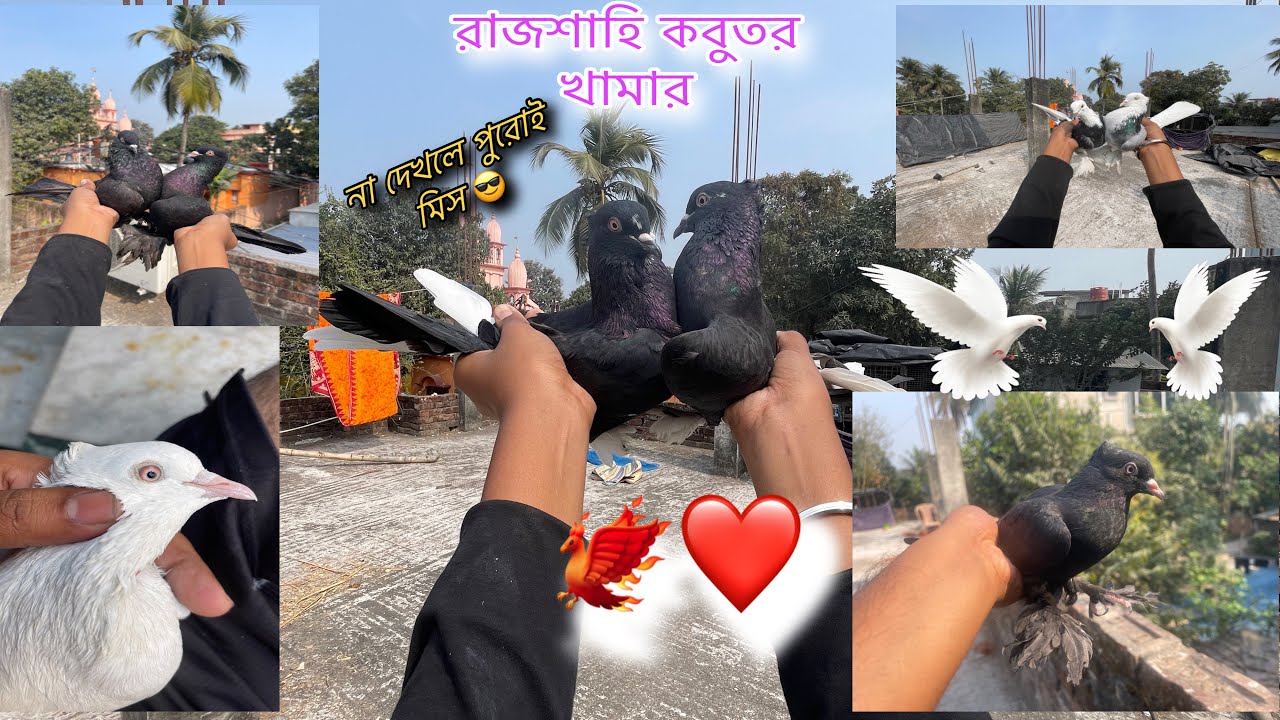 এবার রাজশাহি কবুতর ইন্ডিয়া তে 😎 আজকের ভিডিও টা না পুরোই মিস 🧐 বাড়ির কিছু কবুতর সেল 😍