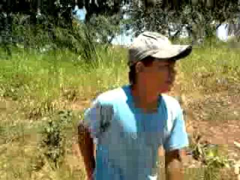 NOTICIA P@RAIBA MATA PATATI E PATATA