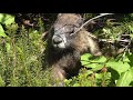 Cute marmot eating greens