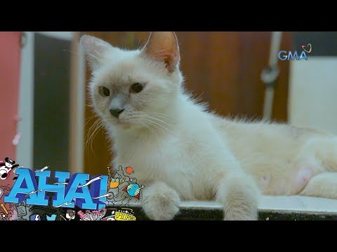 Video: Mga Tip Sa Kaligtasan Sa Halloween Para Sa Iyong Pusa