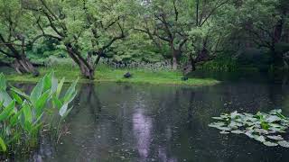 The beautiful little lake is raining(162) , sleep, relax, meditate, study, work, ASMR