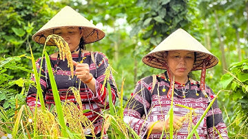 Nét đẹp lễ mừng lúa mới của người Ba Na ở Bình Định