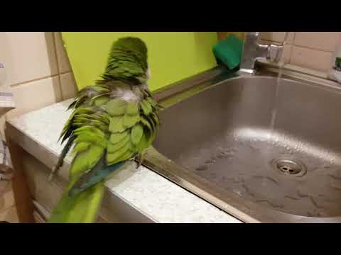 Видео: Как ухаживать за попугайчиками-квакерами