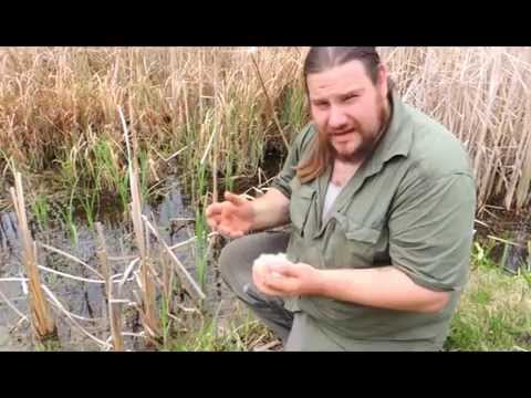 Video: Cattail Unikālās īpašības