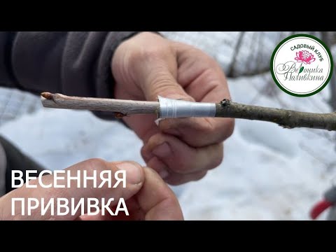 ВЕСЕННЯЯ ПРИВИВКА ПЛОДОВЫХ