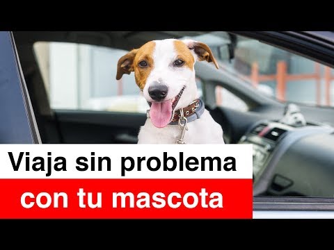 Video: Consejos De Expertos Para Viajes Por Carretera Que Admiten Mascotas