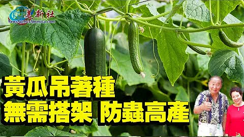 黄瓜吊著种，无需搭架，防虫高产！ - 天天要闻