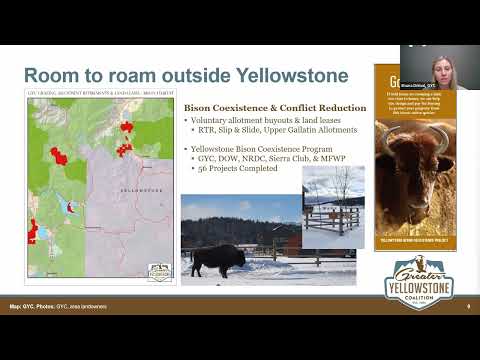 Bison in Yellowstone and Beyond Webinar