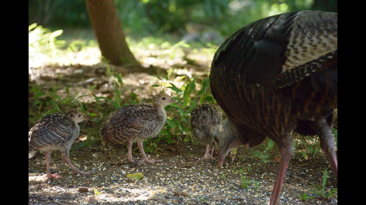 Turkey Chick Feeding YouTube