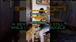 How and Why to Muzzle Train your Dog