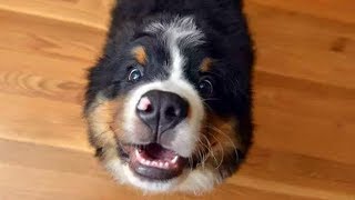 Funny Bernese Mountain Dog Compilation