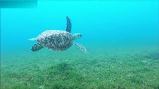Как плавает черепаха