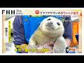 静岡の水族館でゴマフアザラシの赤ちゃん誕生!流氷と同じ色の“白い産毛”が見られるのは今だけ 伊豆・三津シーパラダイス(2026年03月25日)
