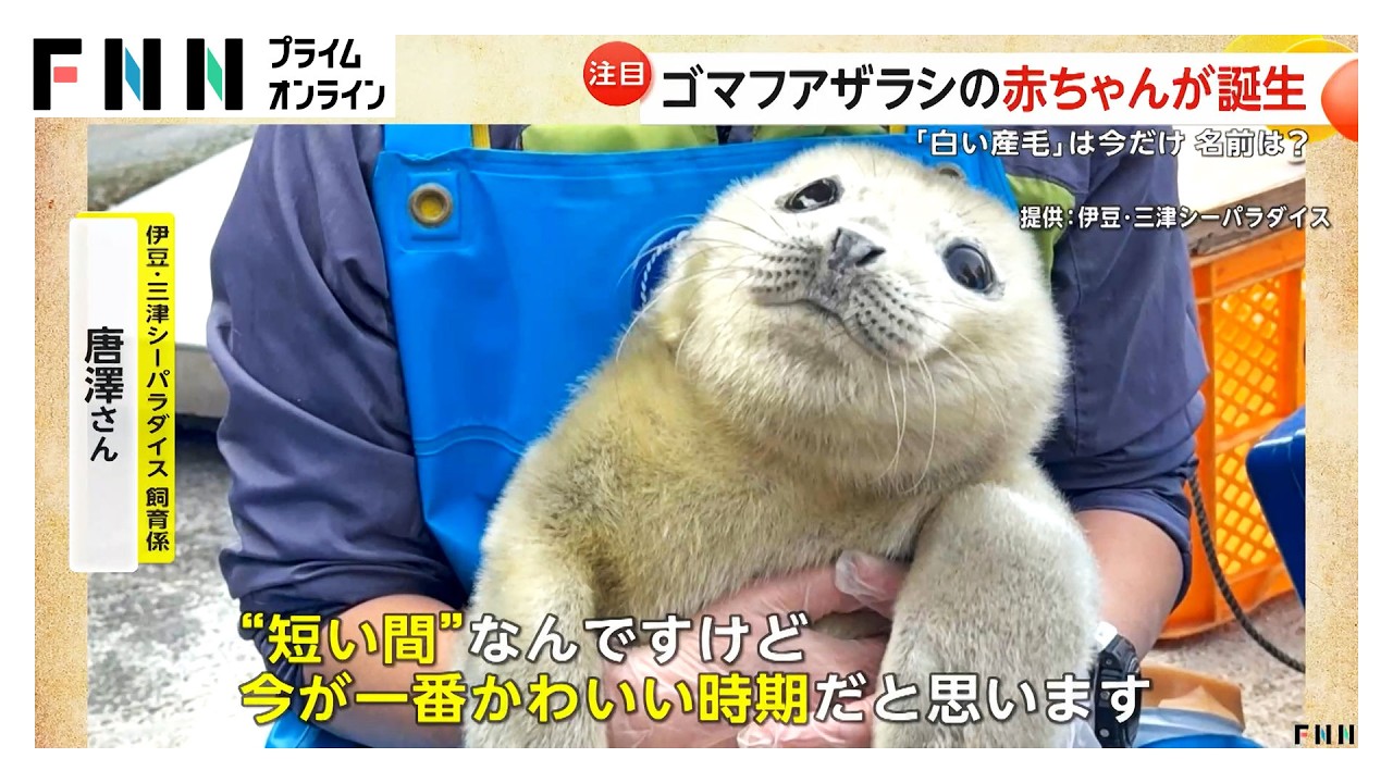 静岡の水族館でゴマフアザラシの赤ちゃん誕生！流氷と同じ色の“白い