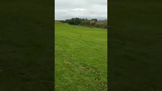 Pug running