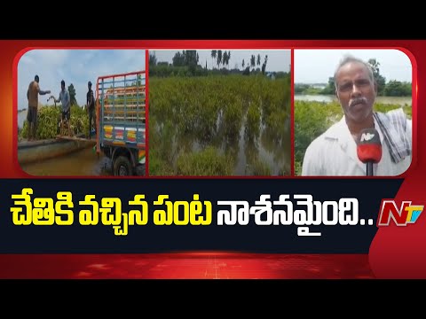 చేతికి వచ్చిన పంట నాశనమైంది.. : Farmers | Krishna District | NTV Telugu - NTVTELUGU