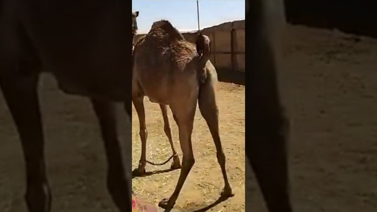 الشوال الكاذب انواعه واسبابه