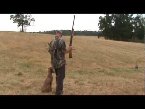 Hunting poodle "Cooper" running triple marks w/ a blind