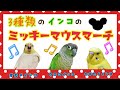 3種類のインコが歌う「ミッキーマウスマーチ」!!オカメインコ ウロコインコ セキセイインコ Parakeet Mickey Mouse Club March