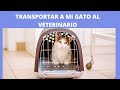 7 tips para llevar mi gato al veterinario