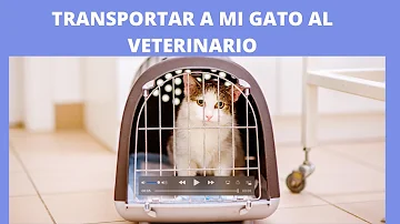 ¿Cómo desensibilizar a mi gato al veterinario?