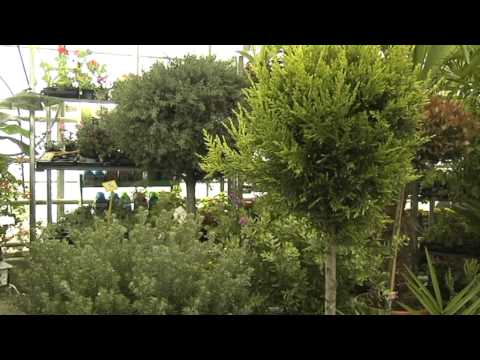 Video: 11 Vrtova Cadogan: Najbritanskiji Hotel U Londonu