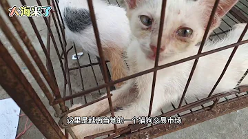 猫虐待 猫虐待