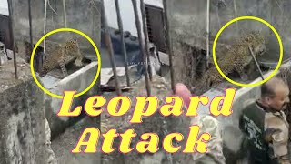 Leopard बबटय In Residential Building At Kalyan East Chinchpada Finally Caught