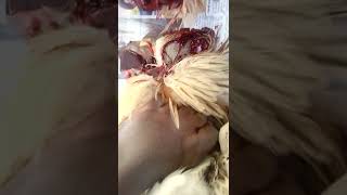 Killing Slaughtering The Chicken Cock